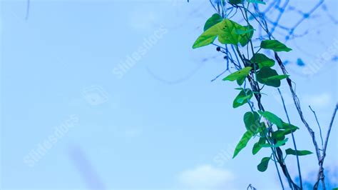 Image result for Blue Spring PowerPoint Background