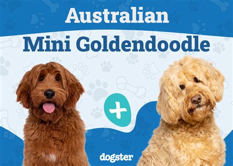 Australian Mini Goldendoodle Dog Breed: Info, Pictures, Care Guide ...