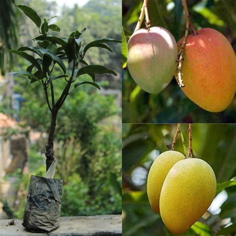 Alphonso mango tree live (1 healthy live plant) : Amazon.in: Garden ...