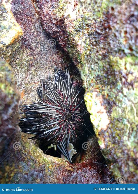 Black Sea Urchins between the Stones Stock Image - Image of underwater ...
