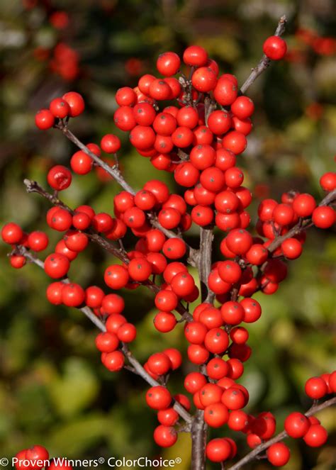 Berry Heavy® - Winterberry Holly - Ilex verticillata | Proven Winners