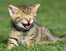 Image result for World Cutest Baby Kitten