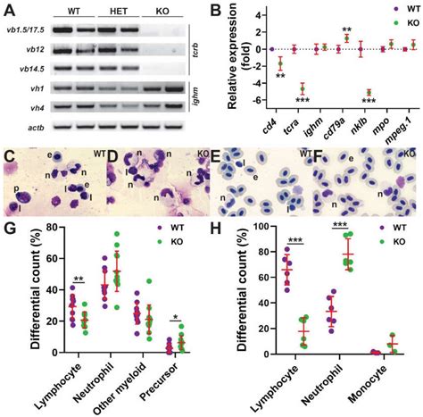 Generation and Characterization of a Zebrafish IL-2Rγc SCID Model