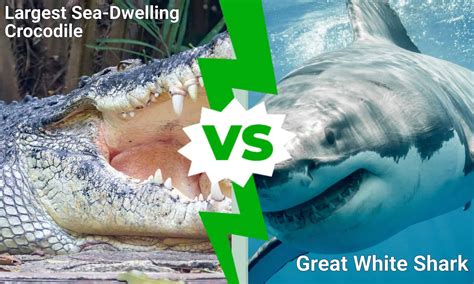 Image result for Shark vs Python