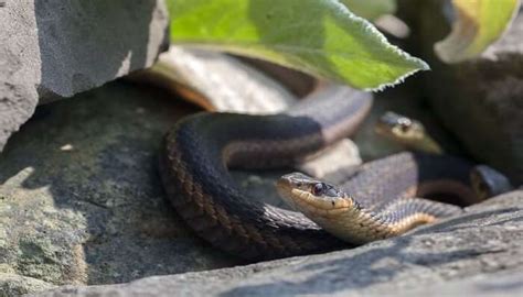 5 Zoos In Bangkok To Explore The Wilderness In Thailand