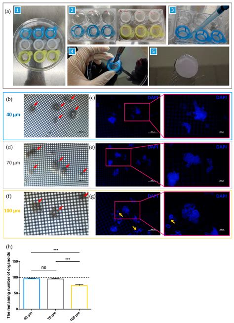 A Strainer-Based Platform for the Collection and Immunolabeling of ...