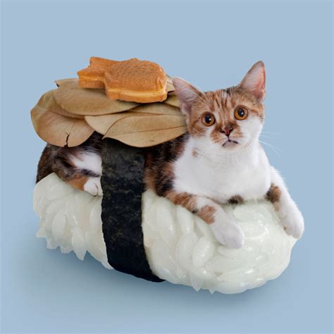 Sushi Cats: You Know You Want Them in Your Life