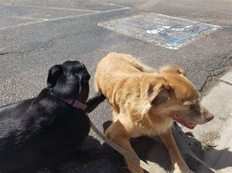 HAMLETT SPAY & NEUTER CLINIC - Colorado Springs CO - Hours, Directions ...