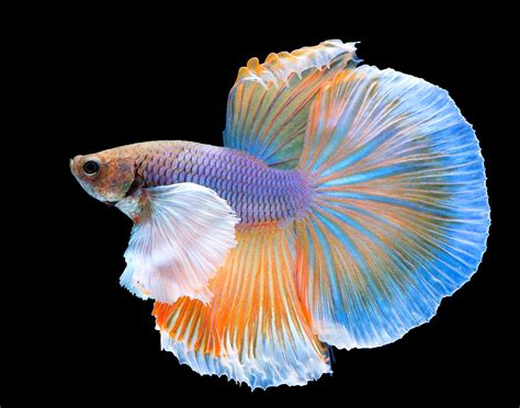 Decoding the Final Hours: A Close Look at Betta Fish Behavior Before Death - Pop and Thistle