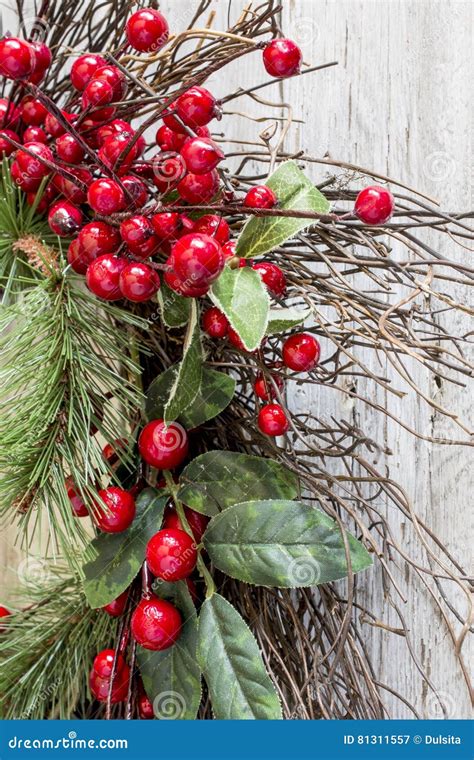 Boughs of holly stock image. Image of berry, needle, adornment - 81311557
