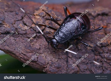 Rare Cockroach 的图像结果