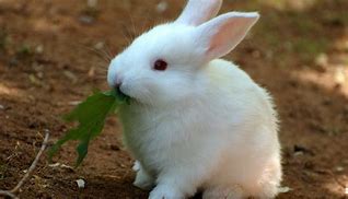 Image result for Bunny Grown White Cute