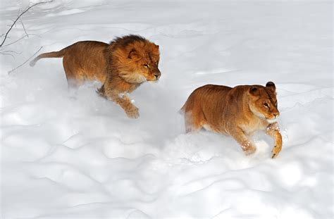 Adorable Video Shows Lions Playing in Thick Snow at Denver Zoo - Newsweek