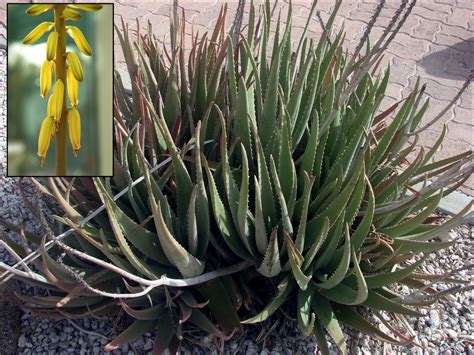 Aloe Plant Phylogeny Tree