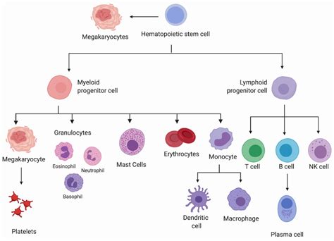 Genes Regulating Hematopoiesis at Harry Northcott blog