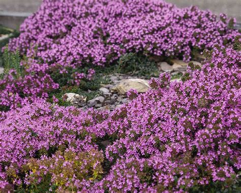 CZ Grain 600+ Purple Carpet Creeping Thyme Seeds, Perennial Ground ...