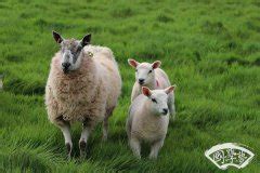 养殖场养羊起什么名字好 洋气的畜牧企业取名-周易起名-国学梦