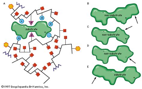 Bildergebnis für active site