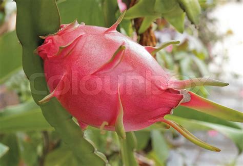 Sweet and great taste of dragon fruit on the branch in the organic farm | Stock image | Colourbox