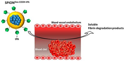 Synthesis and Characterization of Tissue Plasminogen Activator—Functionalized Superparamagnetic ...