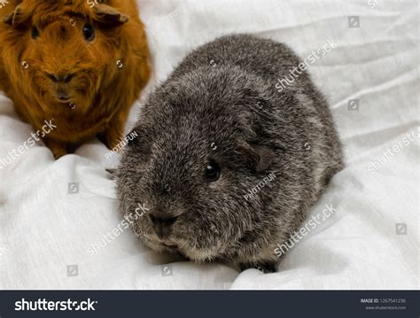 Rex Guinea Pig