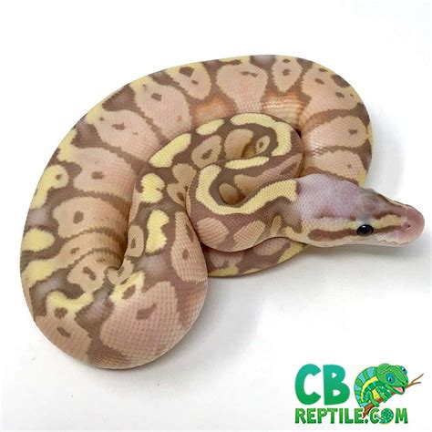 Image result for Handling a Ball Python