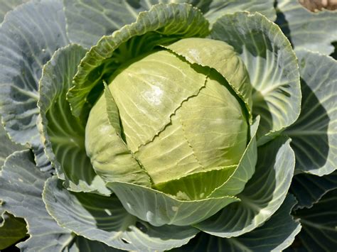 Fresh Farm Cabbage Head Free Stock Photo - Public Domain Pictures