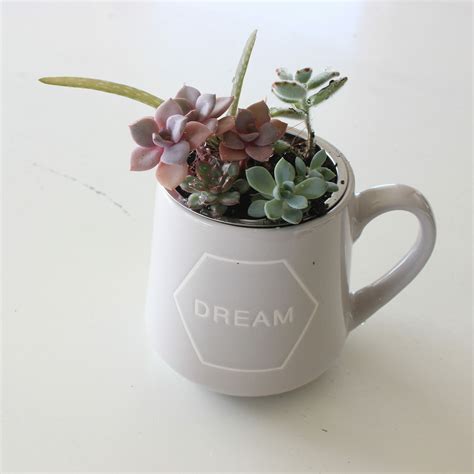 Creative Succulent Planter Idea - SuburbanSill