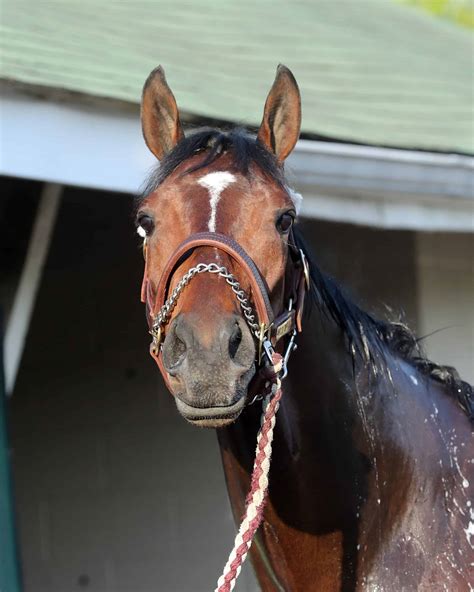 Report: Kentucky Derby Hopeful Wild On Ice Euthanized Following Morning ...
