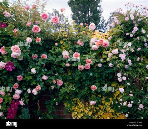 Climbing Gardens - with Roses `Abraham Darby' and `Cecile Brunner ...