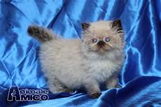 gatti persiani regalo vendita cucciolo himalayano da privato a udine gatti gatti persiani regalo vendita cucciolo himalayano da privato a udine gatti
