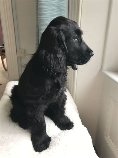️ oh my heart, he is a beauty Cocker Spaniel Negro, Black Cocker ...