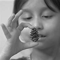Image result for Pine Cone Christmas Tree