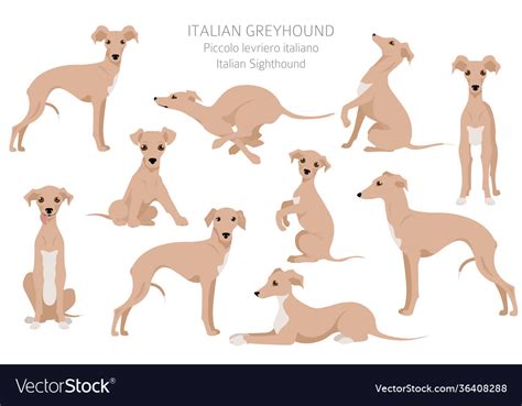 Italian greyhound clipart different poses coat Vector Image