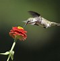 Image result for Colorful Bird Photography