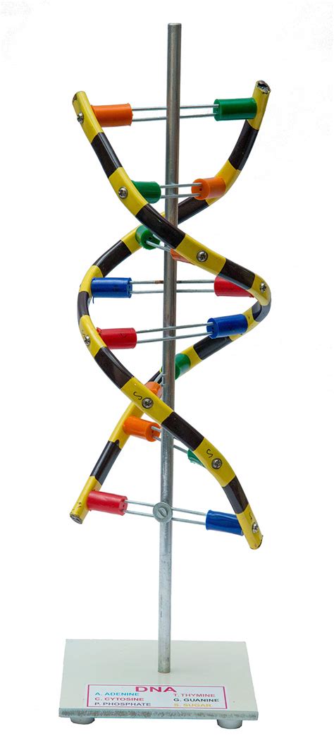 Image result for Science Project DNA Model