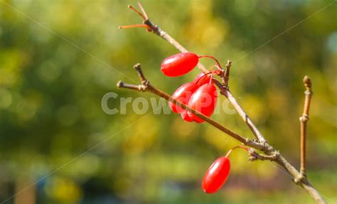 Image result for Blood Loading Animation Using CSS