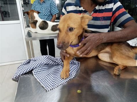 Image result for Stumpy Monkey