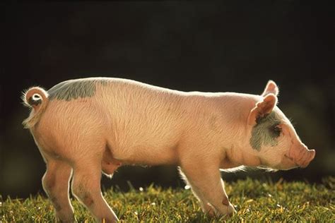 两只小猪图片,两只小猪的图片,两只猪抱一起的图片_大山谷图库