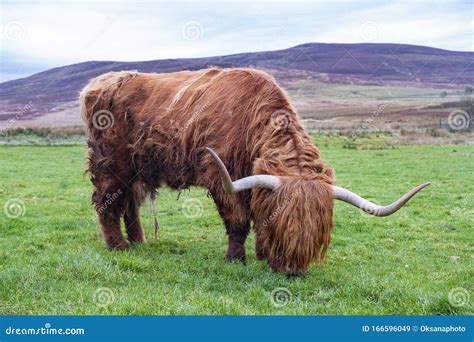 Hairy Highland Cattle on Green Grassy Field in Scotland Stock Image ...