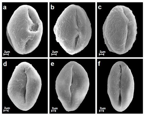 Pollen Morphological Inter- and Intraspecific Variability in Selected ...