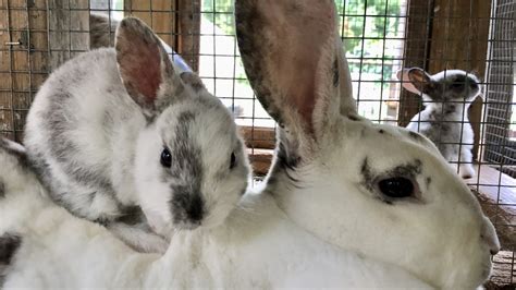 Raising Rex Rabbits for Meat
