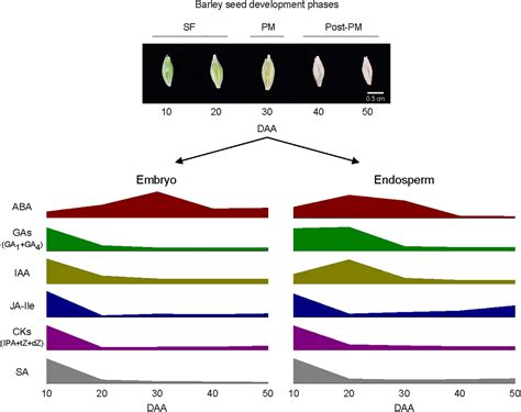 Seed Development 的图像结果