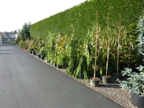 CONIFERS | portlandavenursery