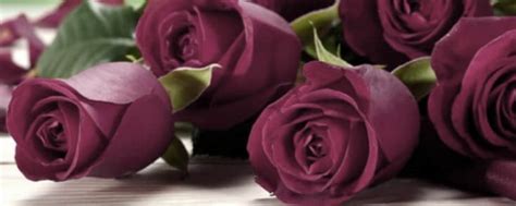 路易十四玫瑰：一種產地法國的玫瑰 - 每日頭條