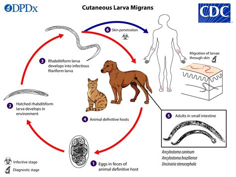 Different Types Of Worms In Dog at Kevin Carnahan blog