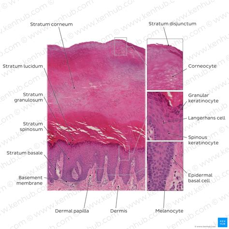Skin Layers Histology