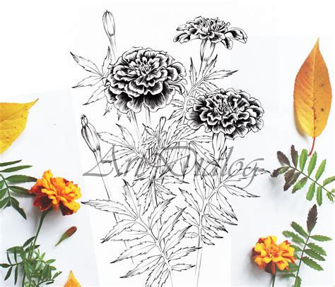 Mexican Marigold Flower Drawing