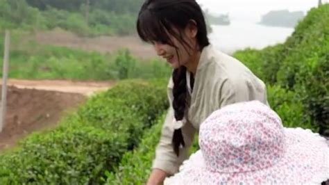 95后女孩一年帮家乡卖12万斤茶叶，教乡亲们做起直播_@所有人_澎湃新闻-The Paper