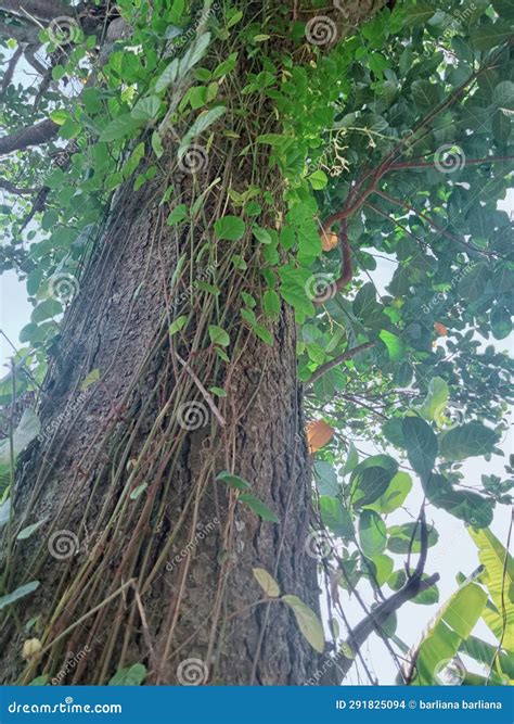 Tree Roots, Vines, Stems and Green Leaves Stock Photo - Image of stems ...